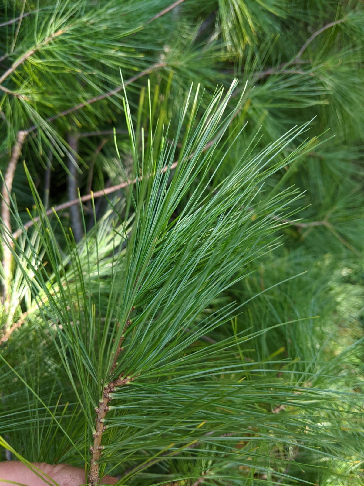 EASTERN WHITE PINE NEEDLES 6oz. Organic! Freshly harvested at time of order.