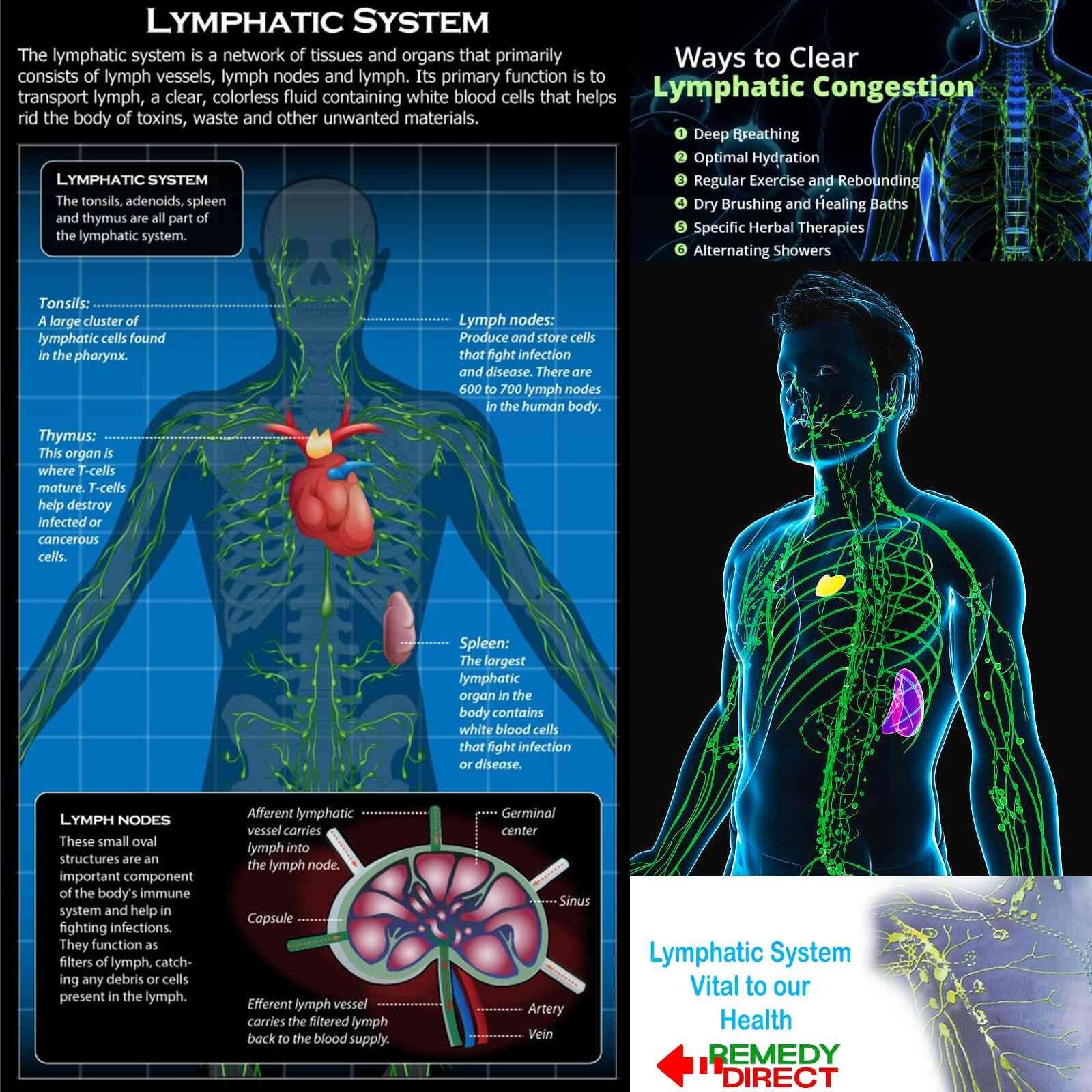 LYMPH SYSTEM TEA 22 Herb Recipe Formula Natural Lymphatic System Support Cleanse