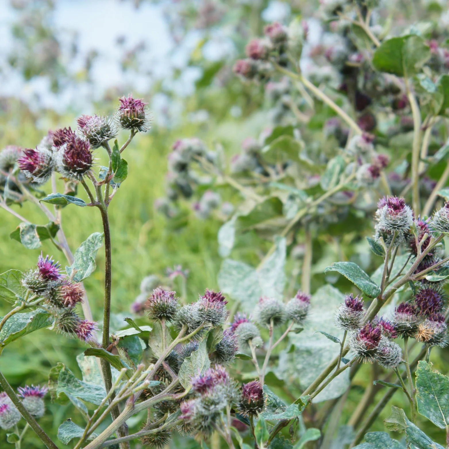 Burdock Root Loose Leaf Tea, Piece’s of Root