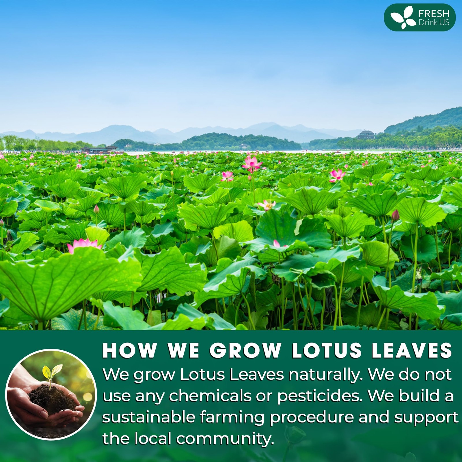 FreshDrinkUS, Premium 30 Lotus Leaf Tea Bags, 100% Natural & Pure 30 Bags