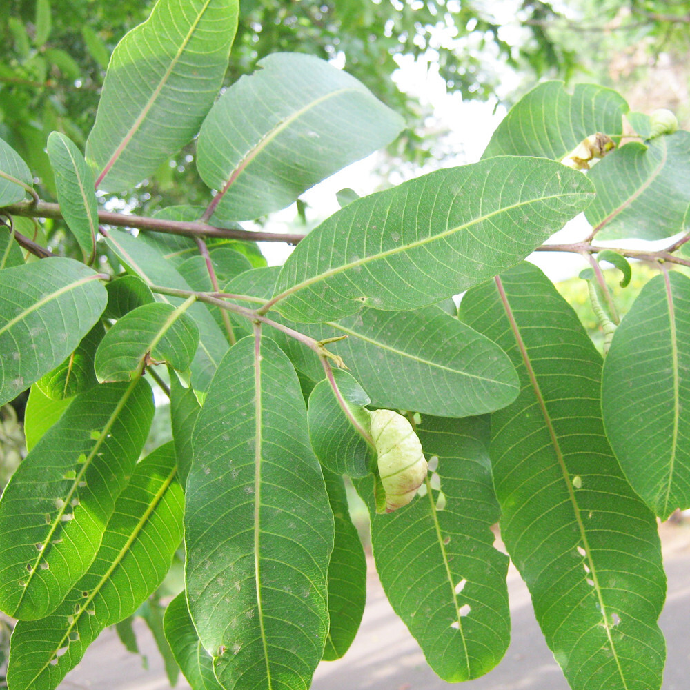 Terminalia Arjuna Dried Leaves Ceylon Organic Herbal Natural Tea Blend