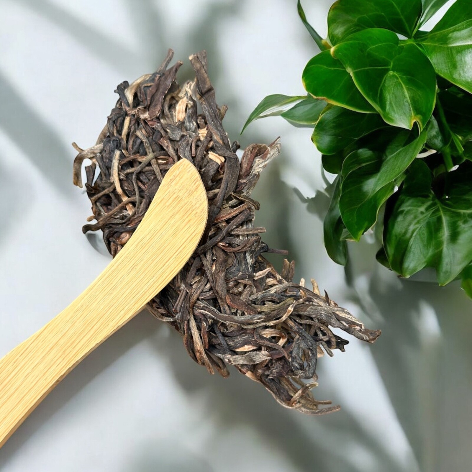 Golden Sip 2019 Shen Puer “Fengzhai Elephant” Raw Puerh Unfermented High Quality
