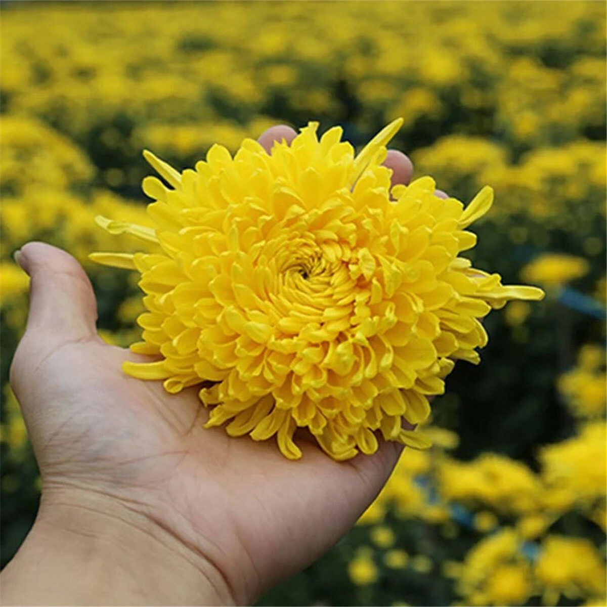 Yellow Chrysanthemum Flower Tea Dried Blooming Herbal Tea Premium Loose Leaf