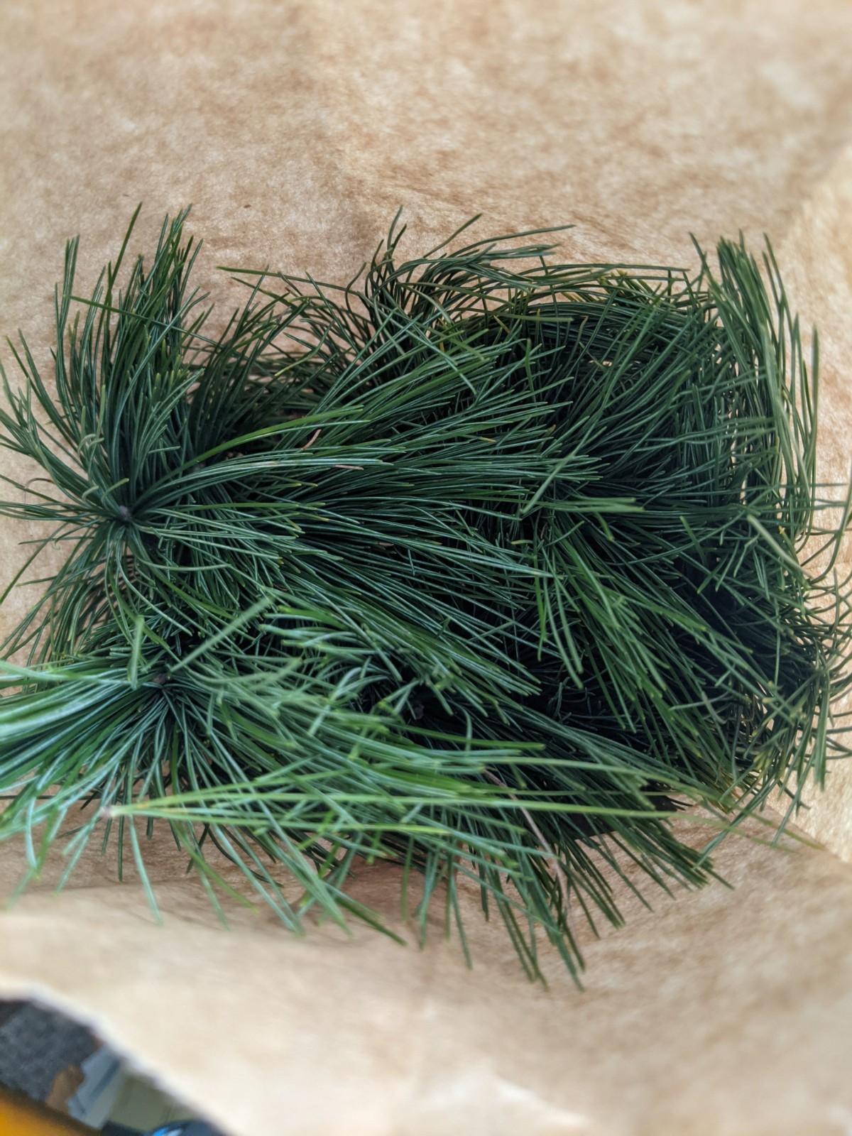 EASTERN WHITE PINE NEEDLES 2oz. Organic! Freshly harvested at time of order!