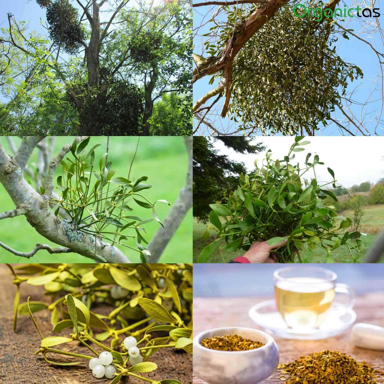 Organic Mistletoe Tea Wildcrafted Preservatives-Free Premium Quality Herbal Tea