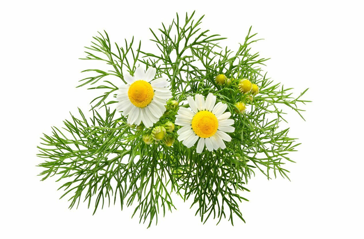 Organic Chamomile Flower Herbal Tea Triangle tea bag Healthy Drink Natural