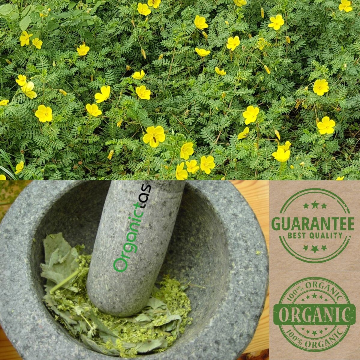 Organic TRIBULUS TERRESTRIS Tea – Best Premium Quality Tribulus Herbal tea 200 g