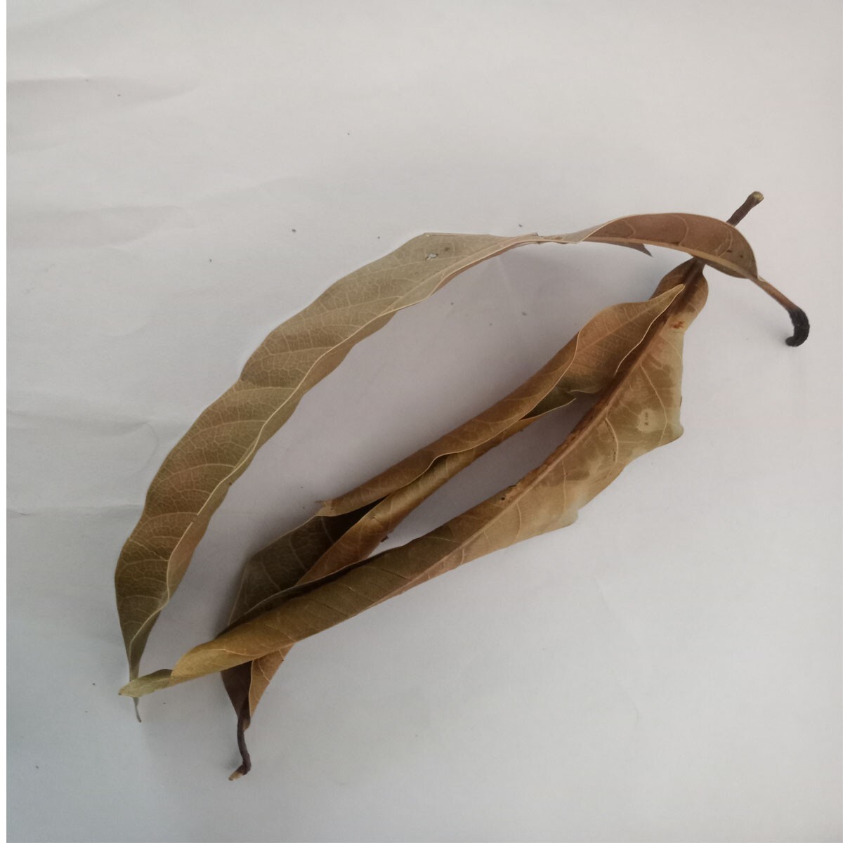 Organic Dried Mangifera Indica (Mango) Leaves – Premium Herbs / tea/ medicine