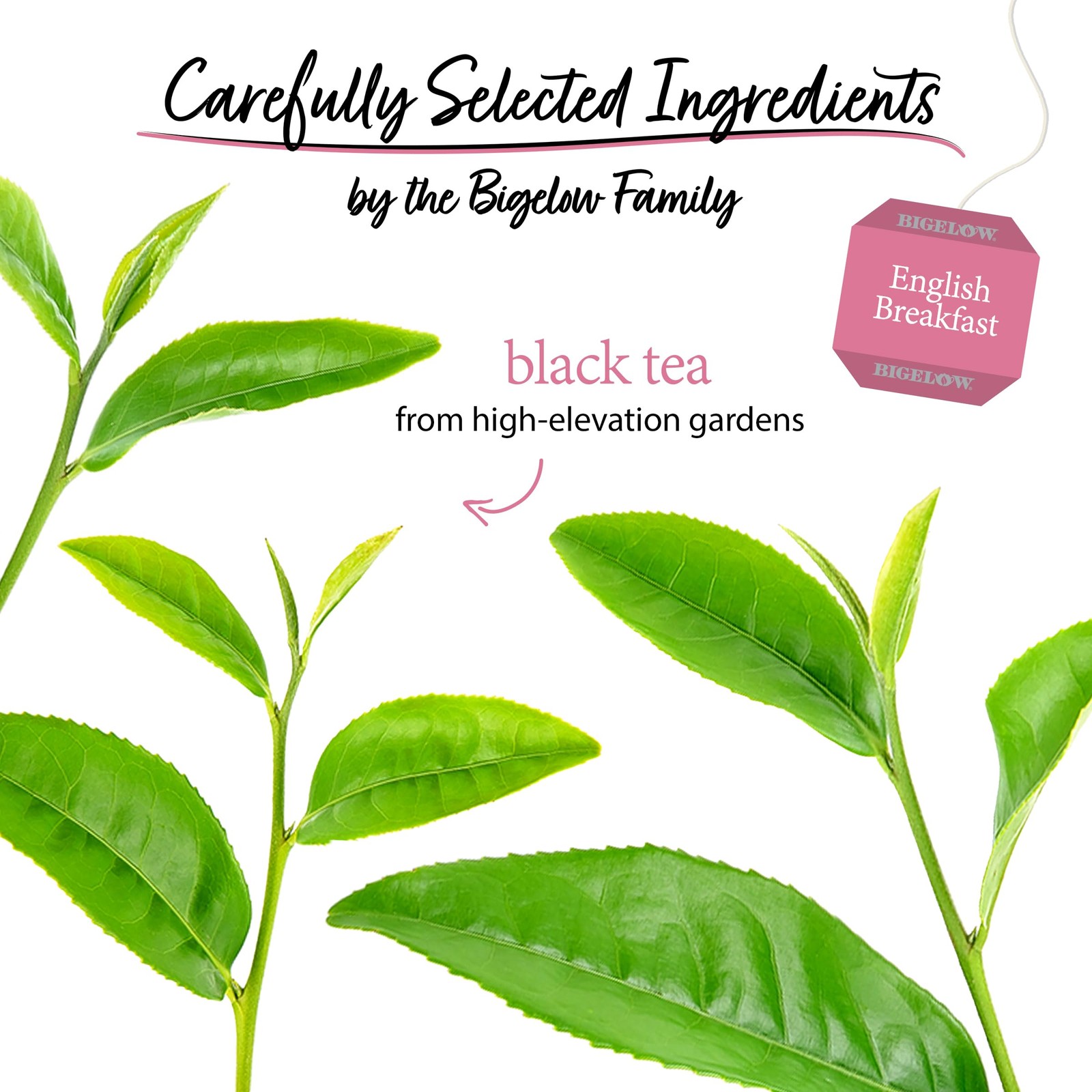 Bigelow English Breakfast Black Tea, Caffeinated 100 Count (Pack of 1)