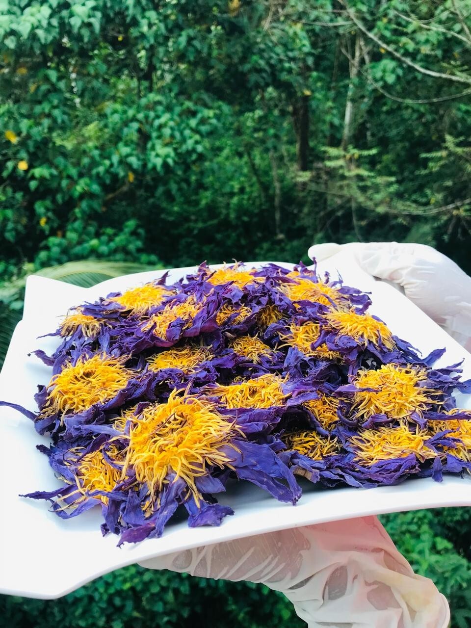 Ceylon Herbal Nymphaea Caerulea Hand Pick Dried Blue Lotus Flowers Organic Tea