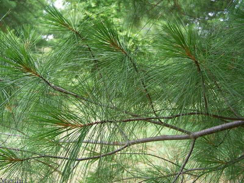 white pine needle tea 1/2 pound fresh harvest