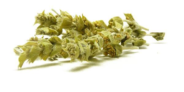 Sideritis Greek Mountain Tea 2023 Harvest Dry Herbal Premium Quality 30gr