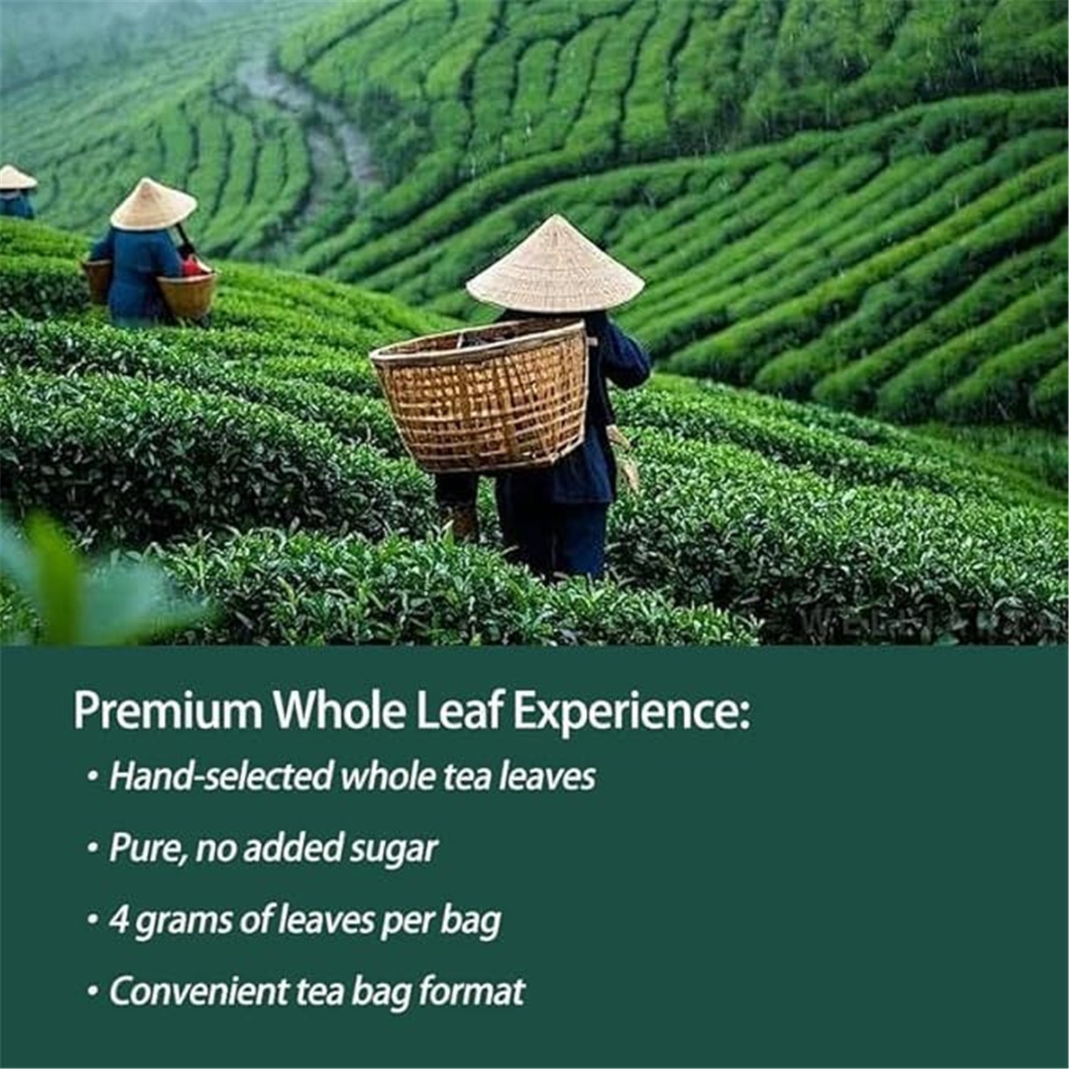 PiPi Tea Organic Oolong Tea Bags – Whole Leaf, 20 Bags (4g Each) – Cortisol & Ca