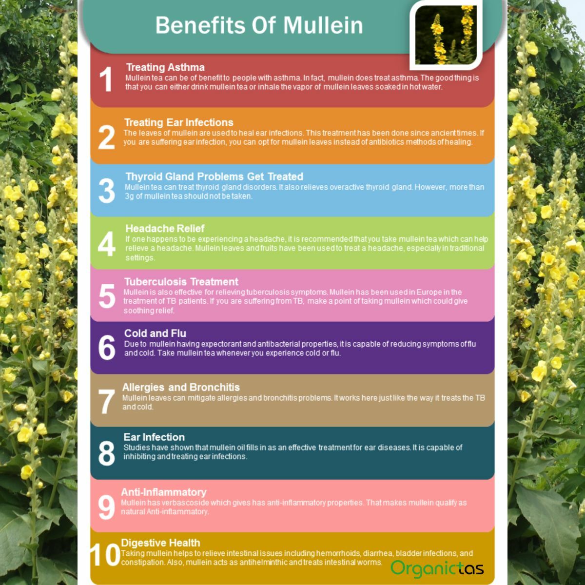 Mullein Leaf & Flower Tea Loose Organic Herb Premium Quality Herbal 25 g – 200 g