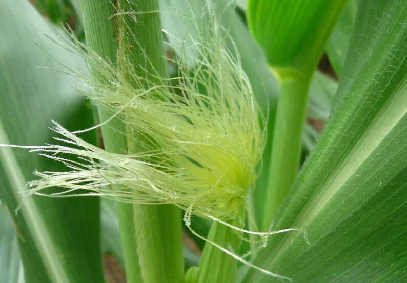 Corn Silk – 1lb – Barba de Elote Herb Tea – Corn Silk – Maize – Yu Mi Xu