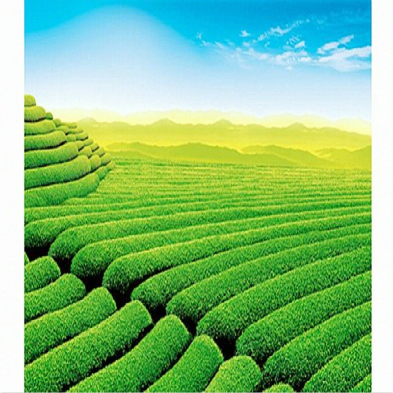 Super Jin Xuan Milk Oolong Tea 50g High Quality Green Tea Chinese Milk Tea