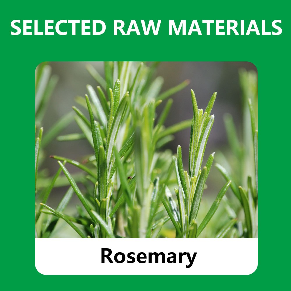 Rosemary Leaves Tea Supports Hair Health The Taste Is Strong 2g Per Pack