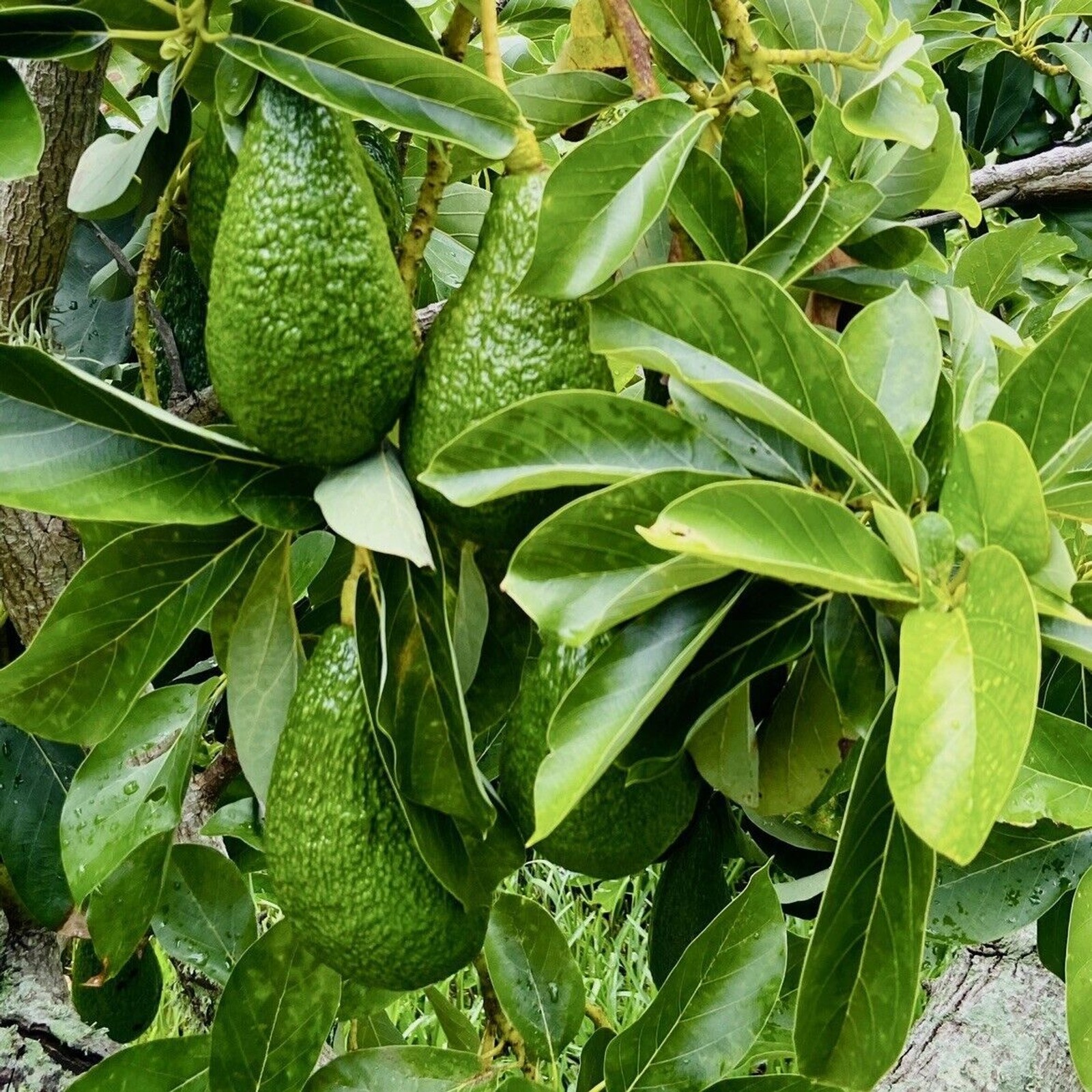 16 Fresh Avocado Leaf For Herbal Tea Organically Grown No Pesticides Home-grown