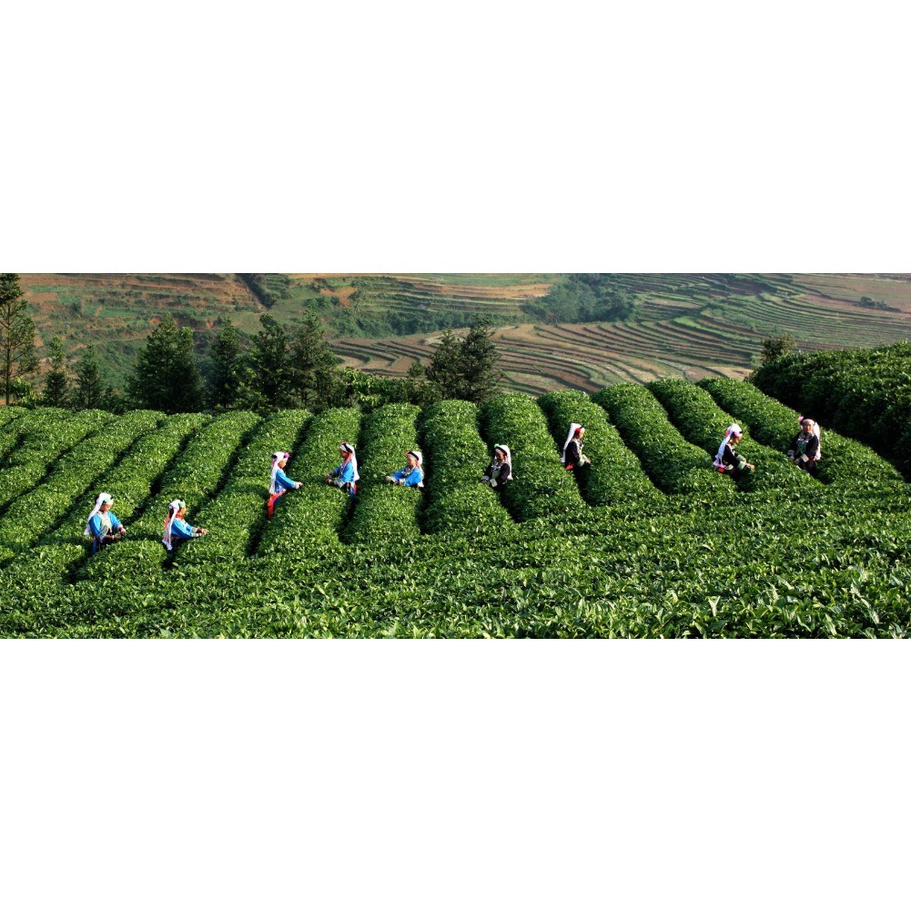 Promotion 250g Milk Oolong Tea High Quality Tie guan yin Health Care Green Tea