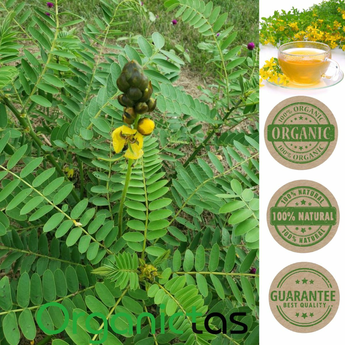 Organic SENNA LEAVES Herbal Tea Constipation Detox Weight Loss Premium Quality