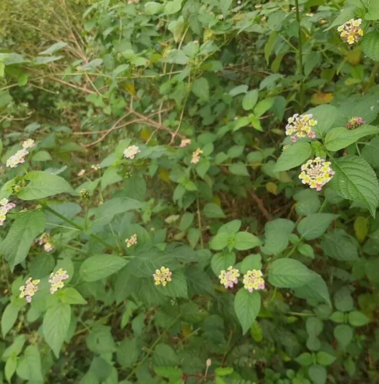 75g Dried Lantana Camara Leaves 100% Organic Shrub Verbena Angel Lips Tea
