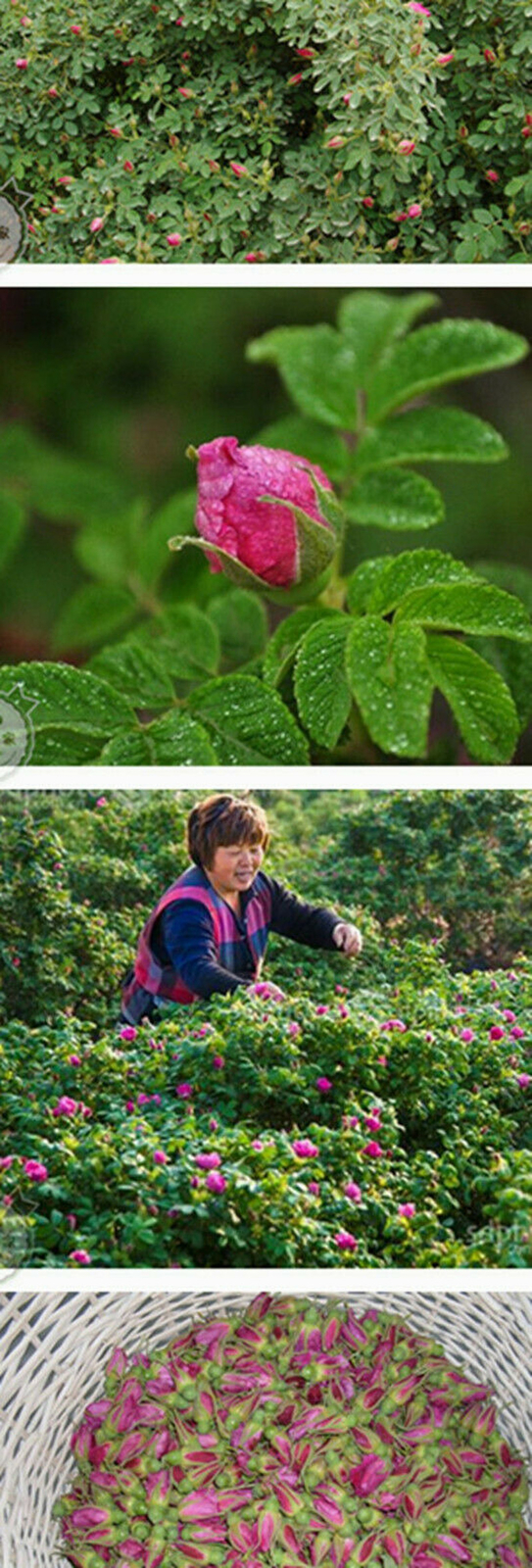 Chinese Flower Red Rose Bud Tea,Aroma Dry flowers, Floral Herbal Blooming Tea