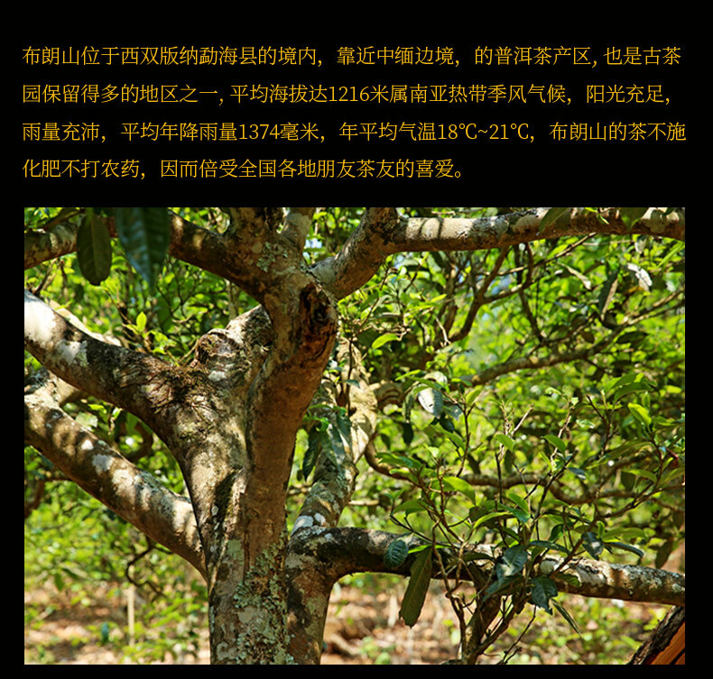 Xin Yi Hao Bulang Mountain 200 Years Old Tree Tuo Cha Pu-erh Tea 500g Ripe