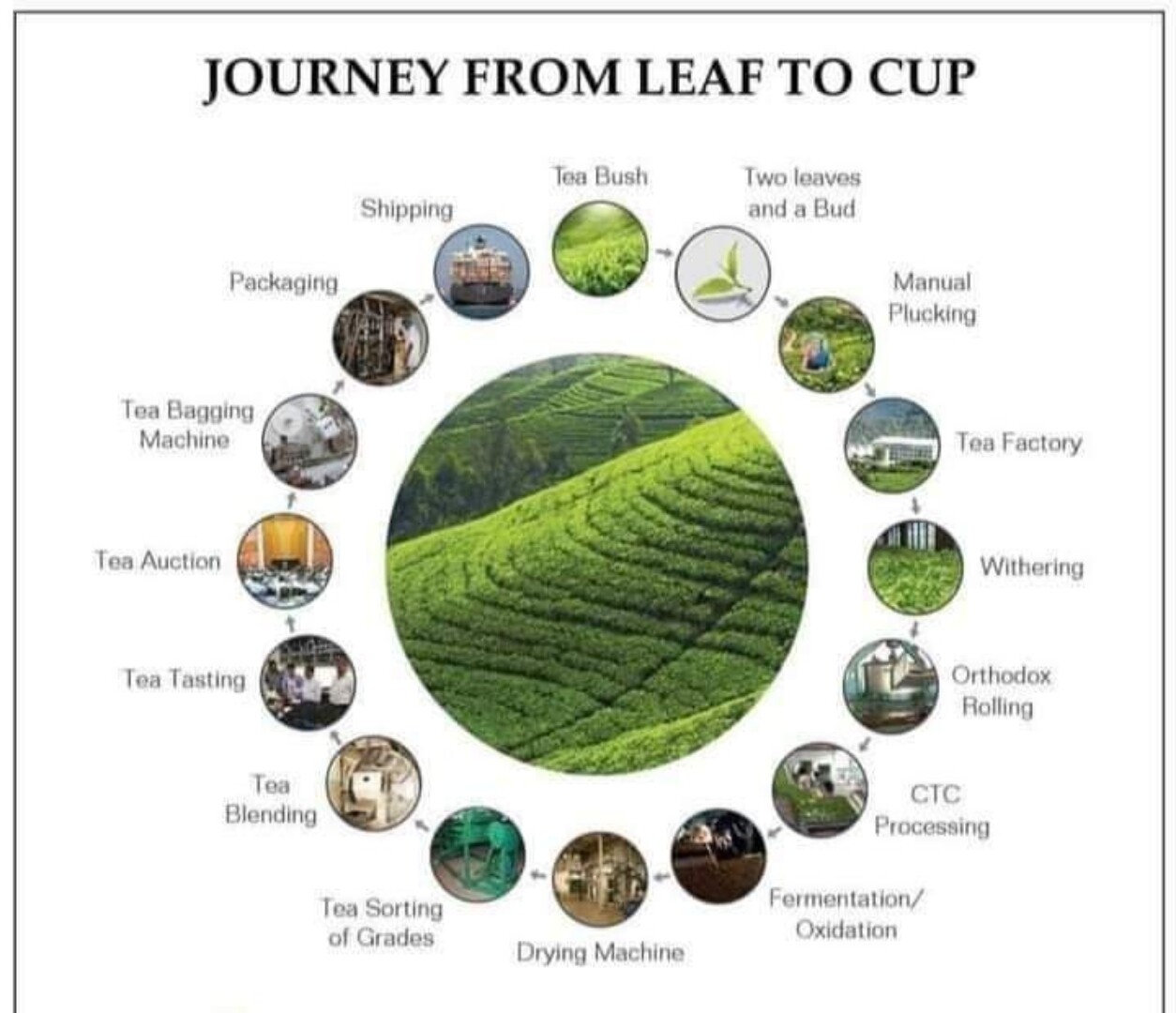 Premium Quality 100% Pure Ceylon Black Tea