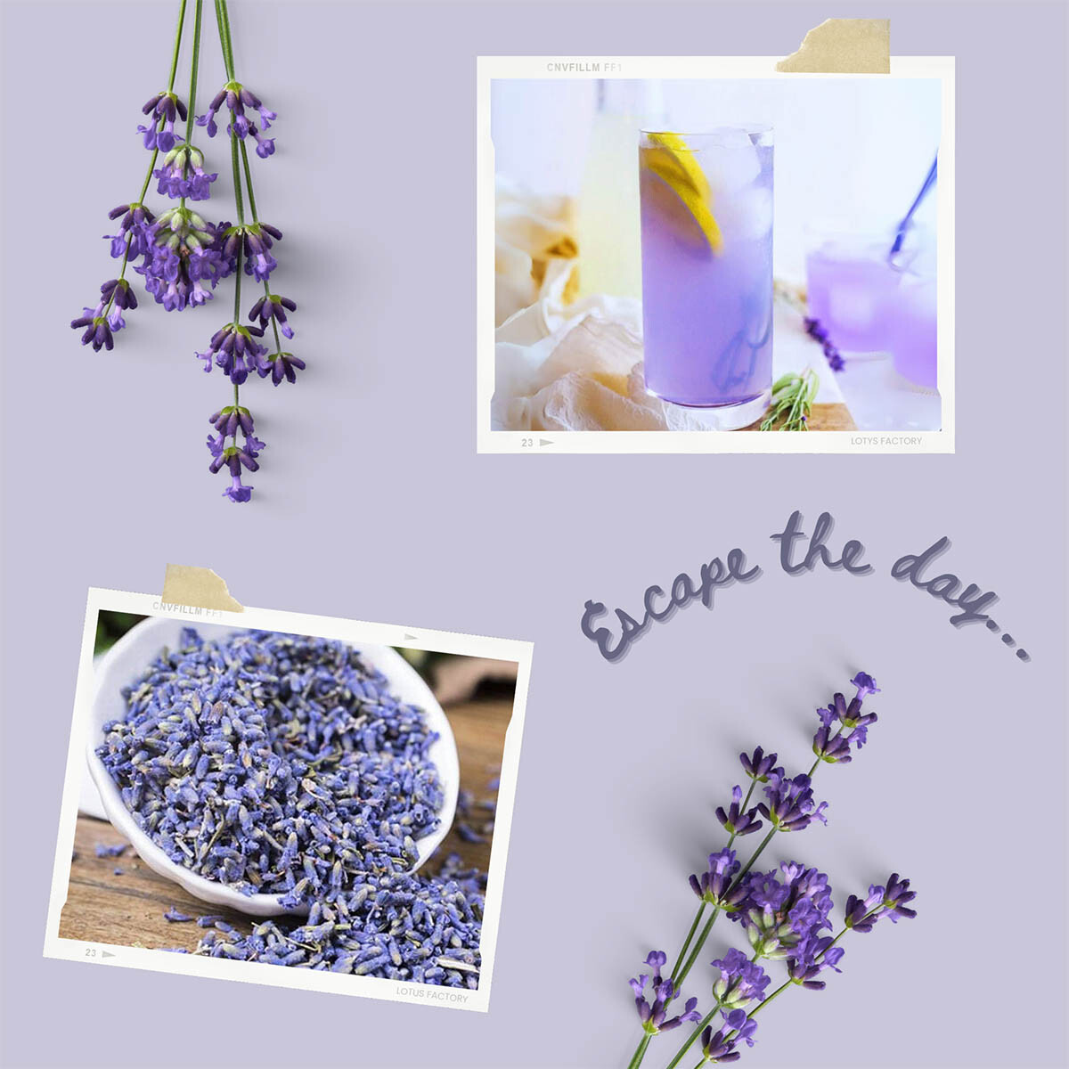 Organic Lavender Tea | 100% Natural Dried Lavender Flowers | Floral Herbal Infus