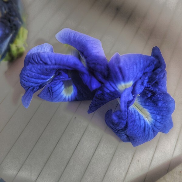 Indigo blooms : The ultimate dried blue pea flower emporium