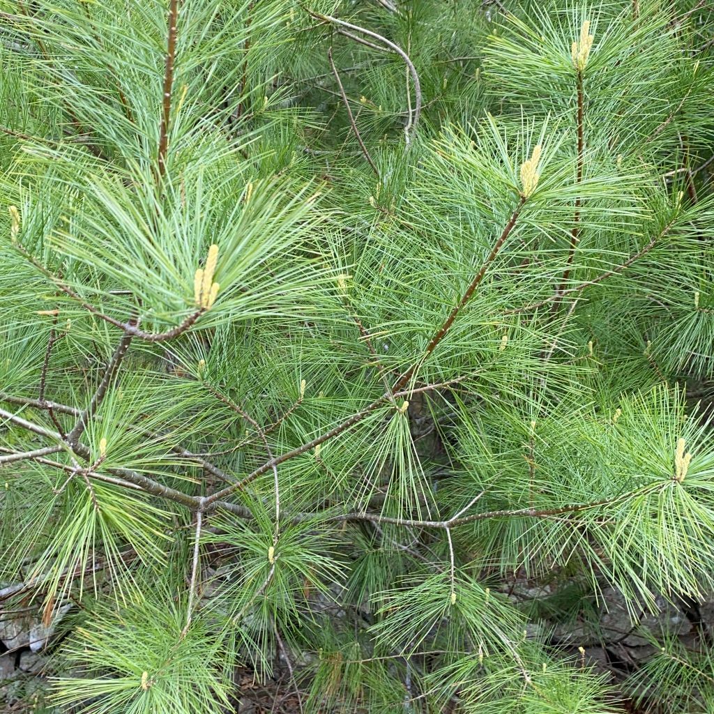Eastern White Pine Tree Tea DIY Kit Organic Wild Suramin Immunity Boosting