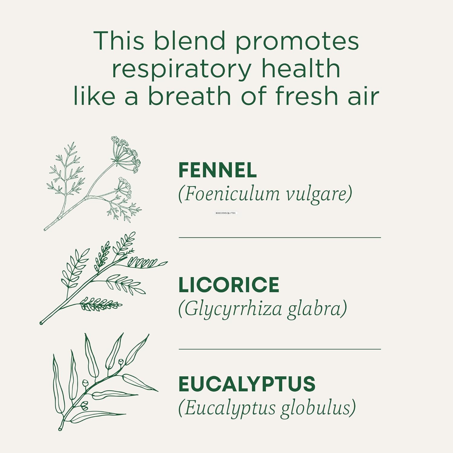 Tea, Organic Breathe Easy with Eucalyptus Mint, Promotes Respiratory Health, Kos