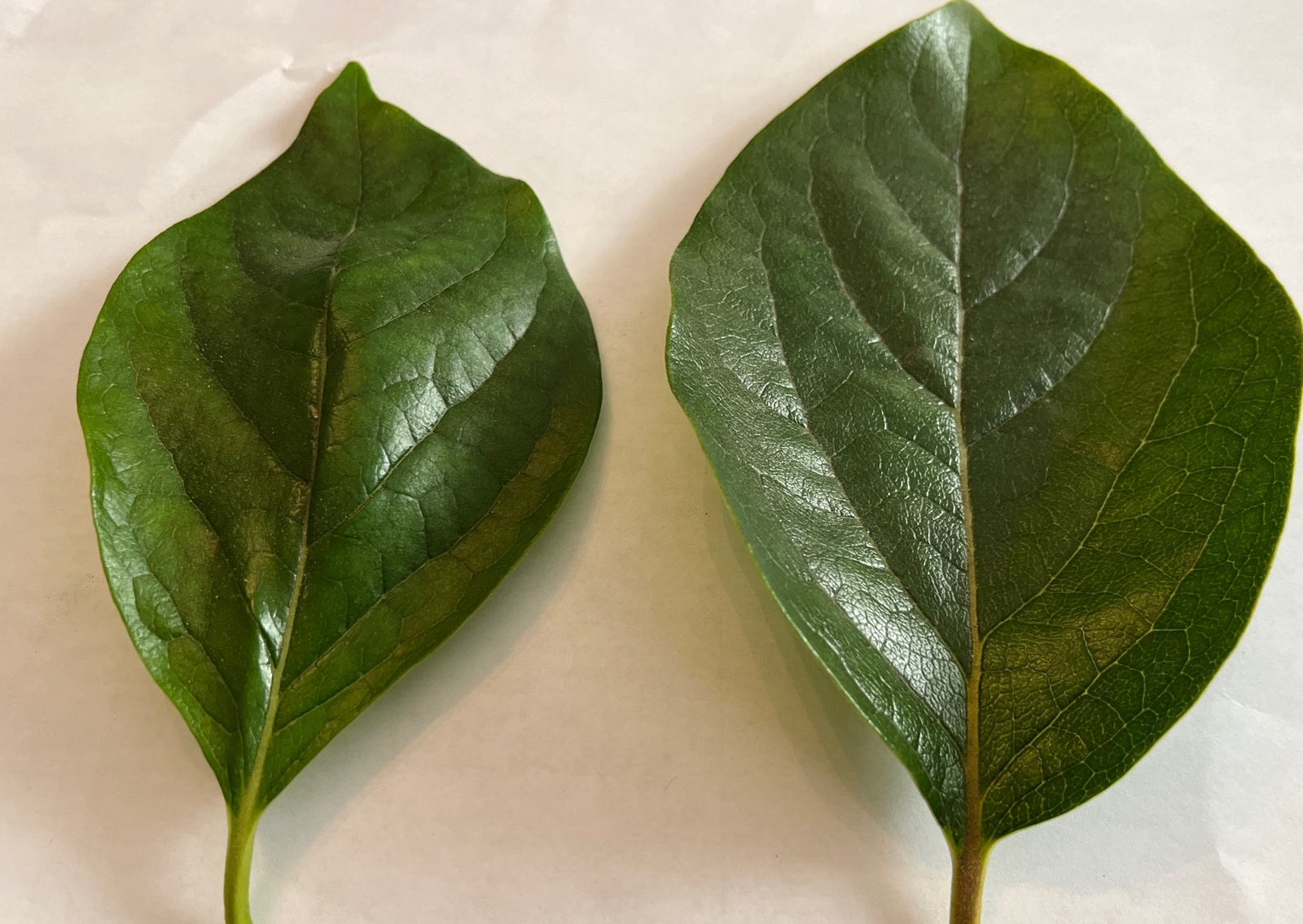 Lower Blood sugar naturally 20 fresh Organic Persimmon leaves for tea. Large