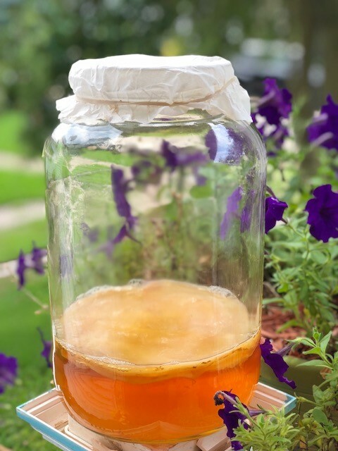 IBIV Organic Large Scoby 1 FULL CUP STARTER TEA Makes 1 GALLON Easy Instructions
