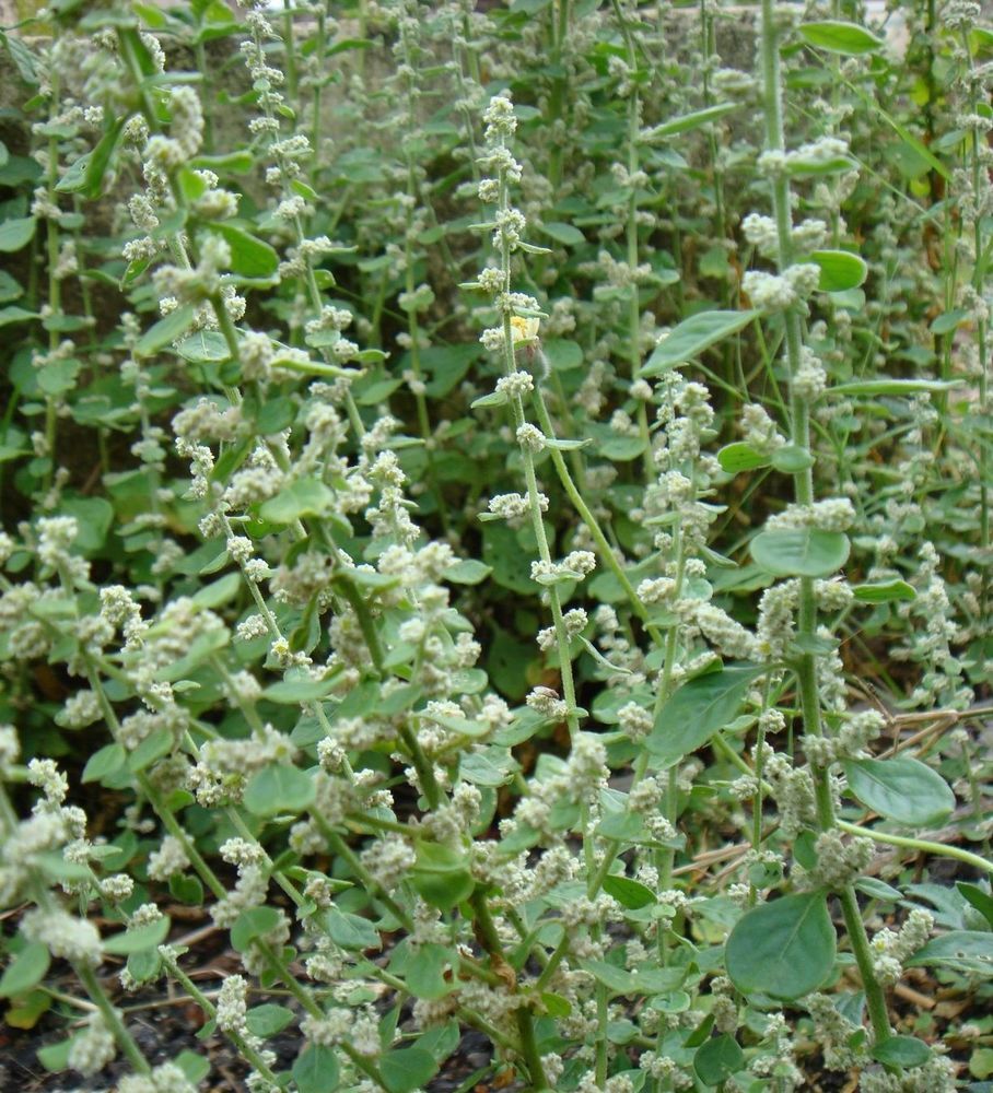 Natural Polpala Ceylon Herbal Tea – (Aerva lanata)