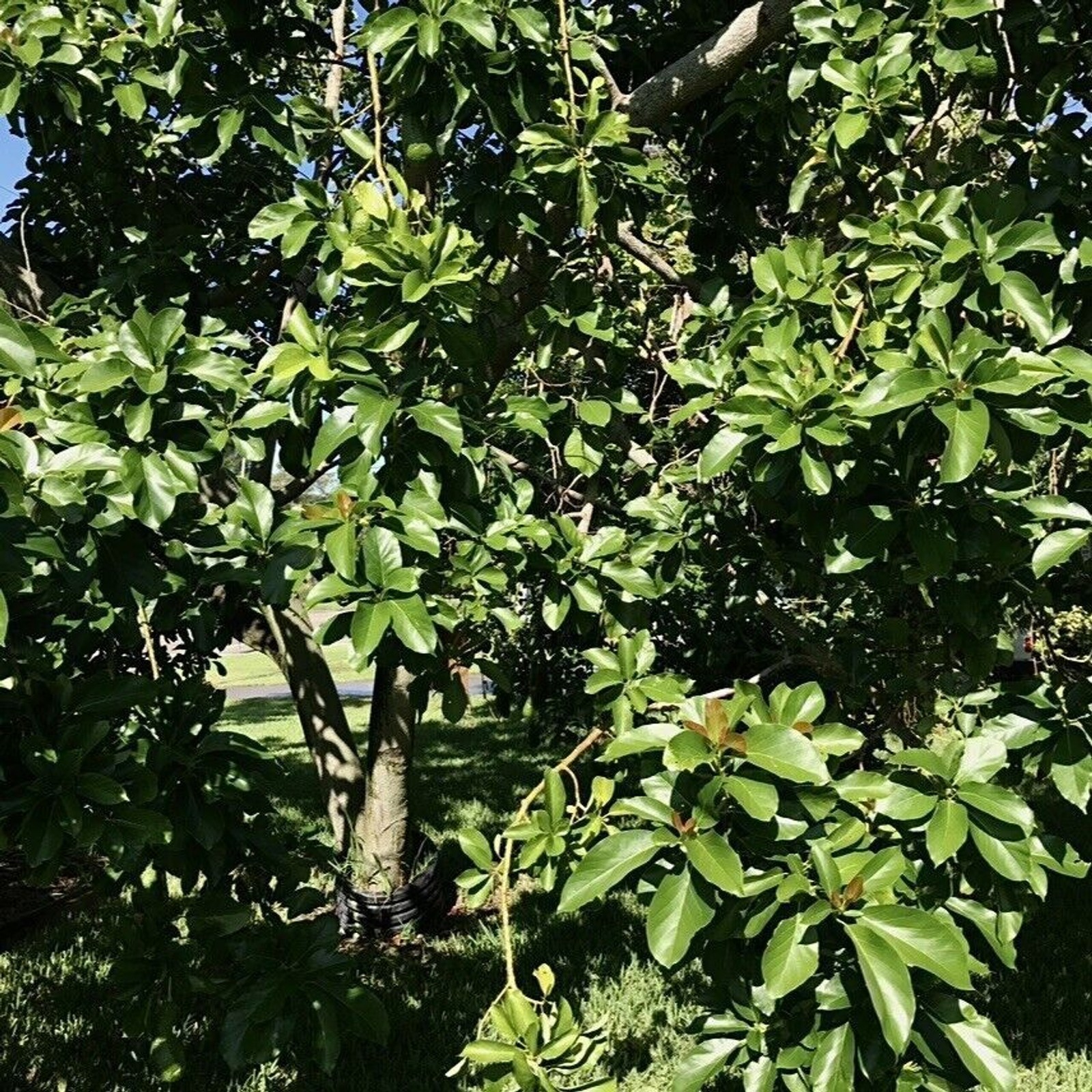 16 Fresh Avocado Leaf For Herbal Tea Organically Grown No Pesticides Home-grown