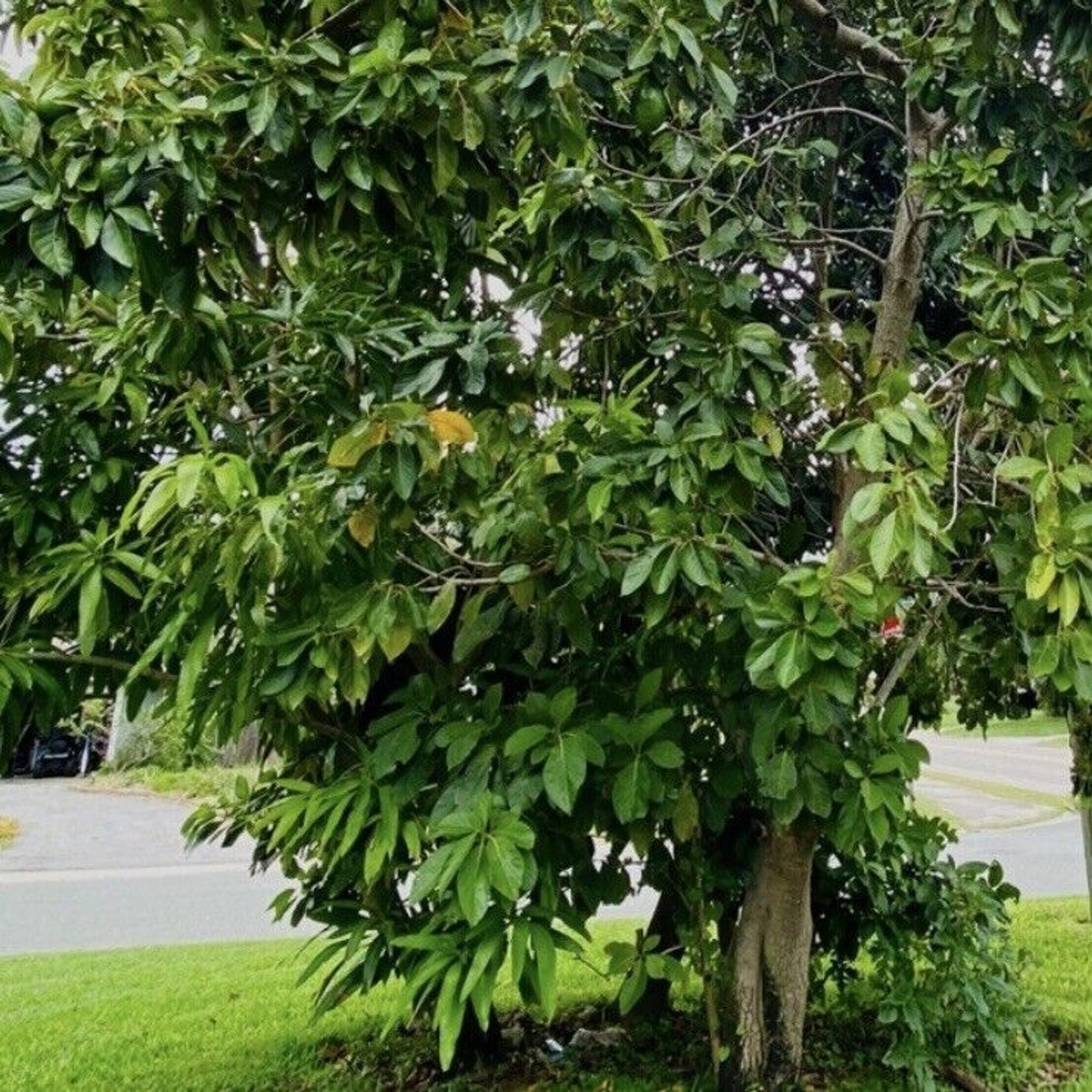 16 Fresh Avocado Leaf For Herbal Tea Organically Grown No Pesticides Home-grown