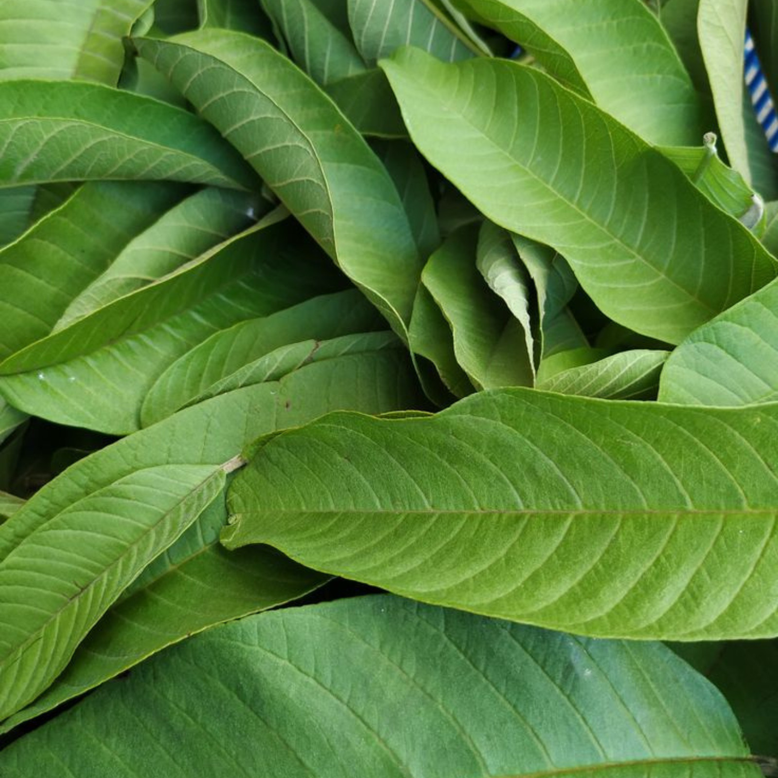 Organic Guava Leaf Tea from Sri Lanka | Pure Dried Leaves (Non-GMO) 50g to 2kg