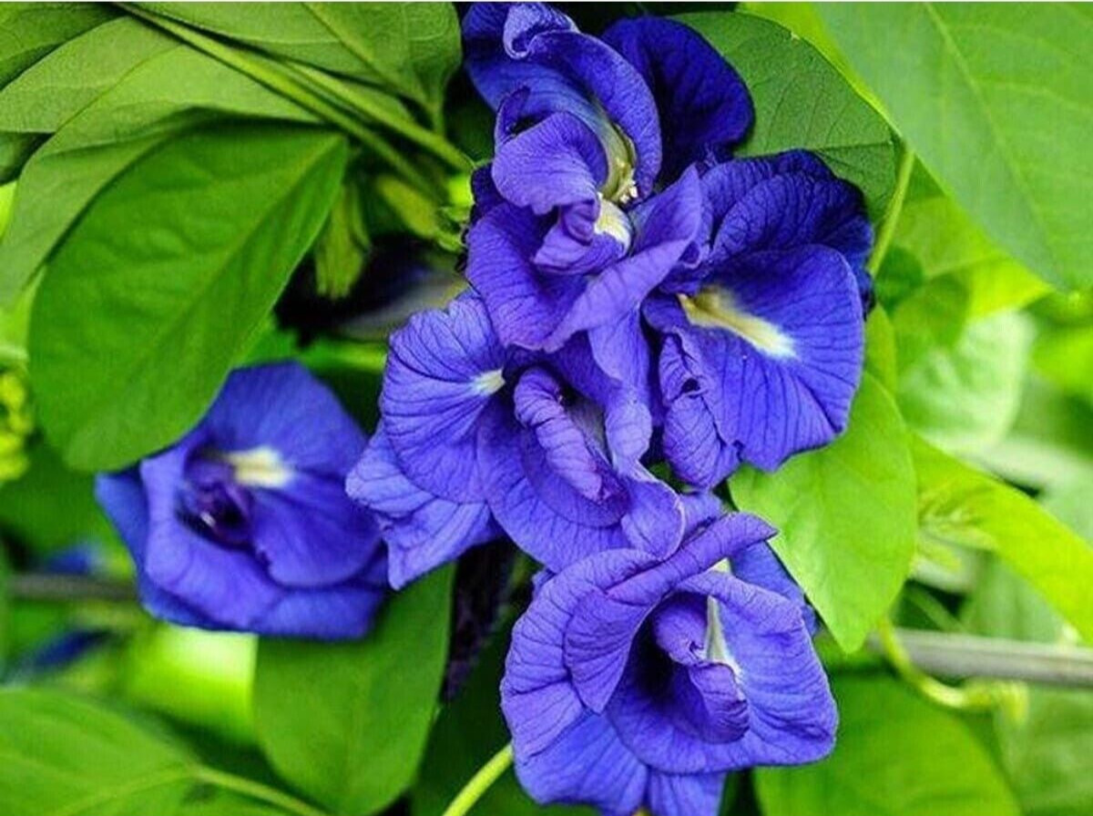 100% Dried Blue Butterfly Pea Flower Tea Pure Organic Natural Herbal Blue Drink