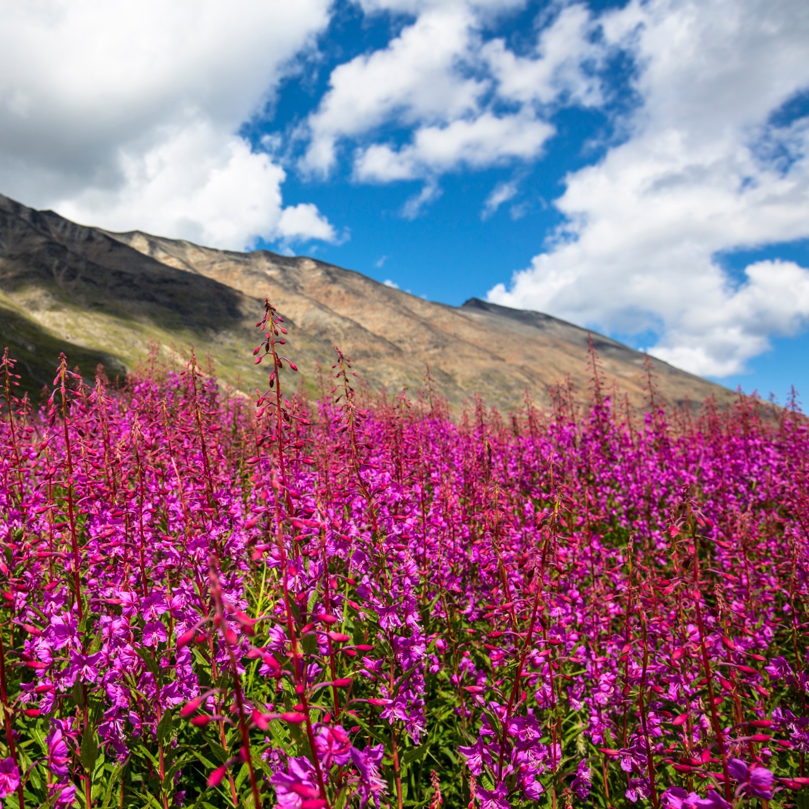 Fragrant Icelandic Fireweed Flowers – Wild Arctic Aromatic Blossoms Tea