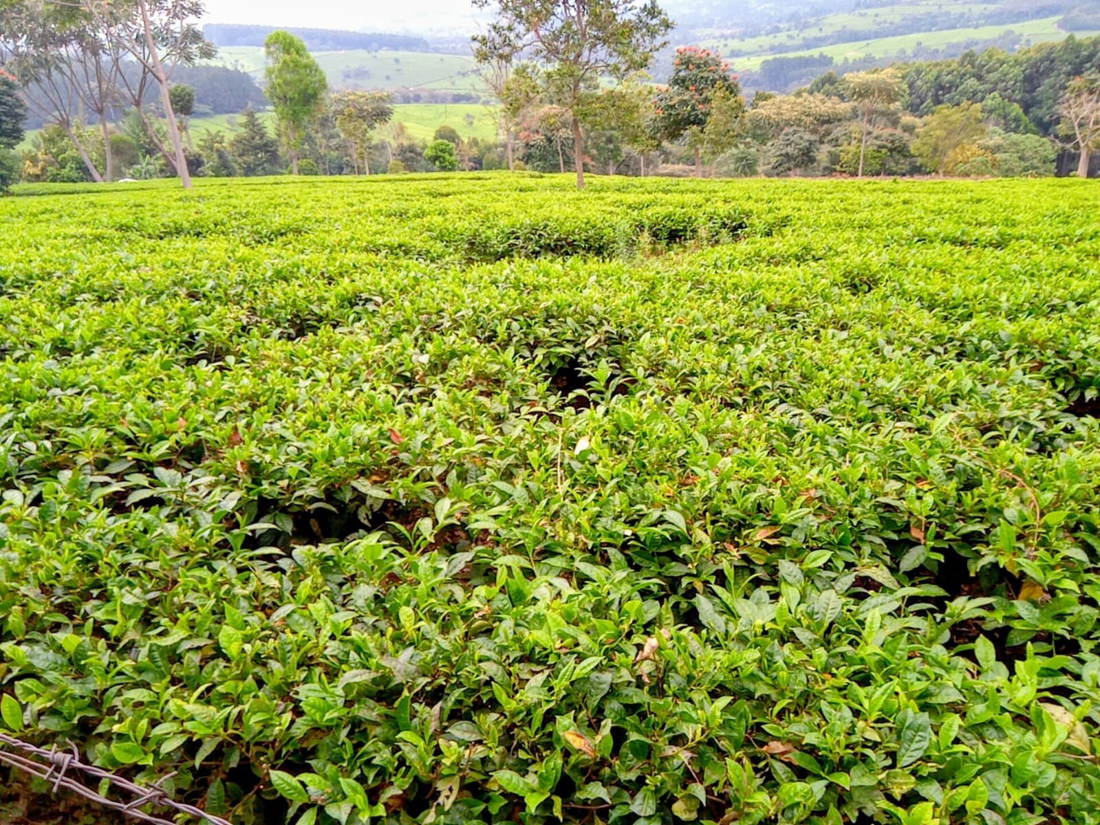 Purple Essence Tea Loose Leaf KENYA Organic Premium Specialty Nandi EXP MAY 2028