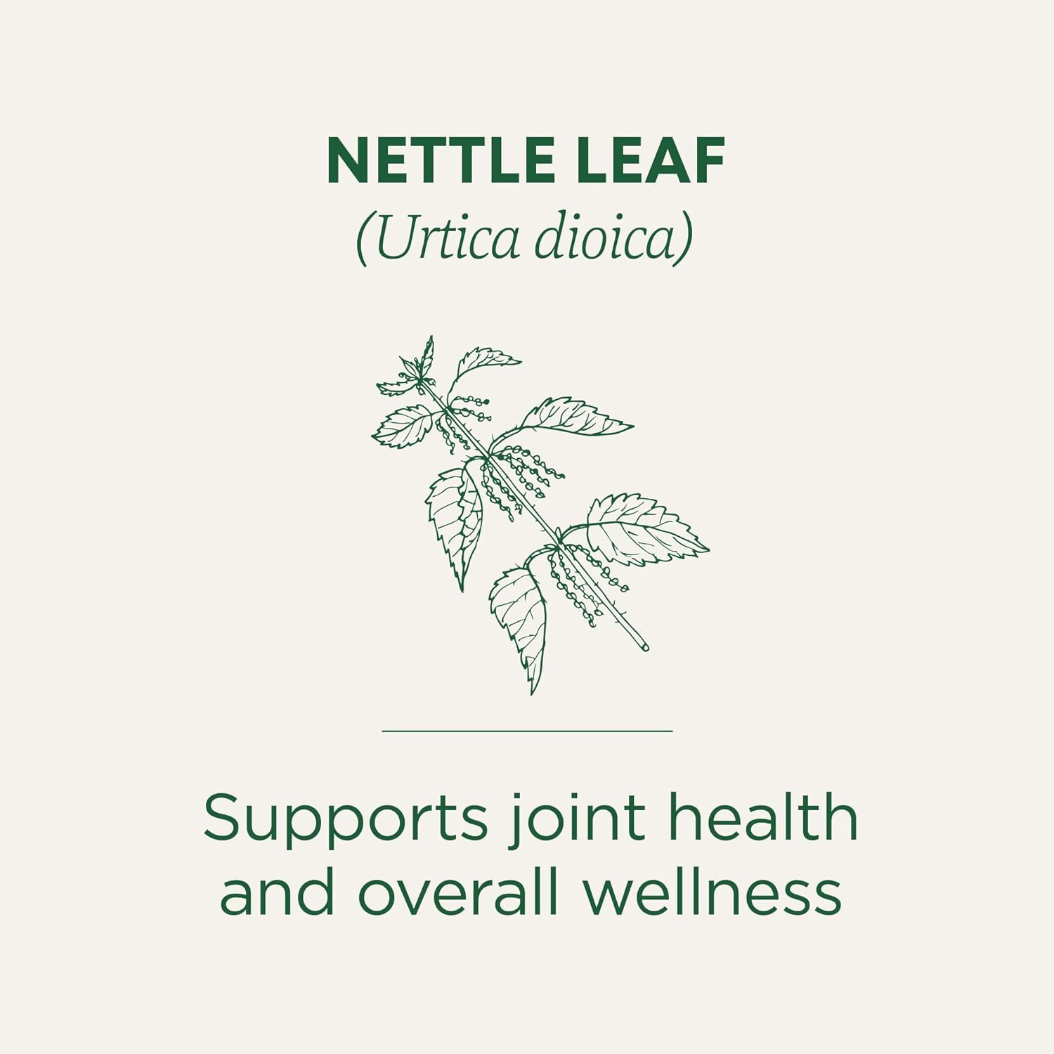 Organic Nettle Leaf Herbal Tea Supports Joint Health & Overall Wellness (Pack 1)