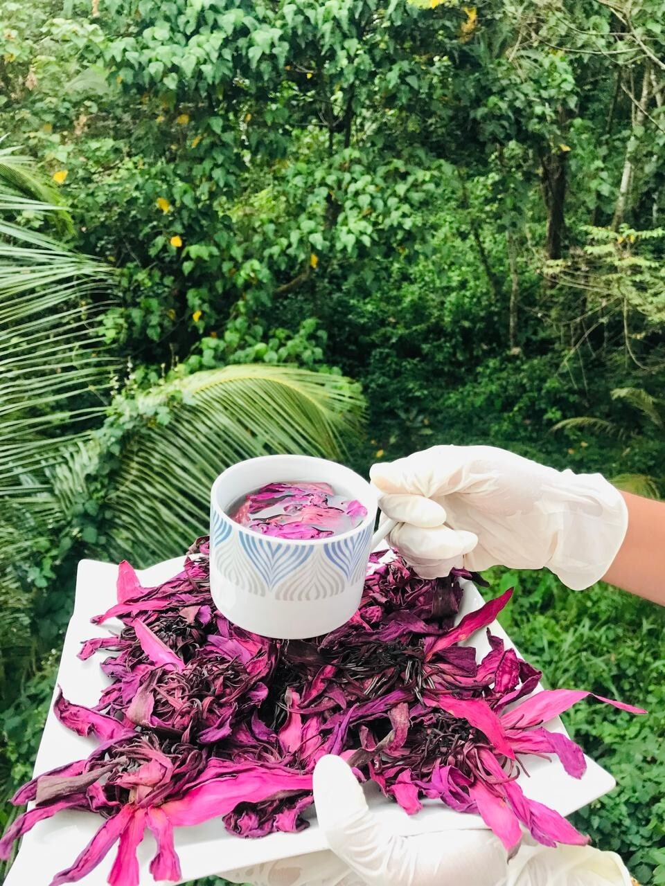 Dried Ceylon Red Lotus Flower Nelumbo Nucifera Pure Organic Hand Pick Herbal Tea