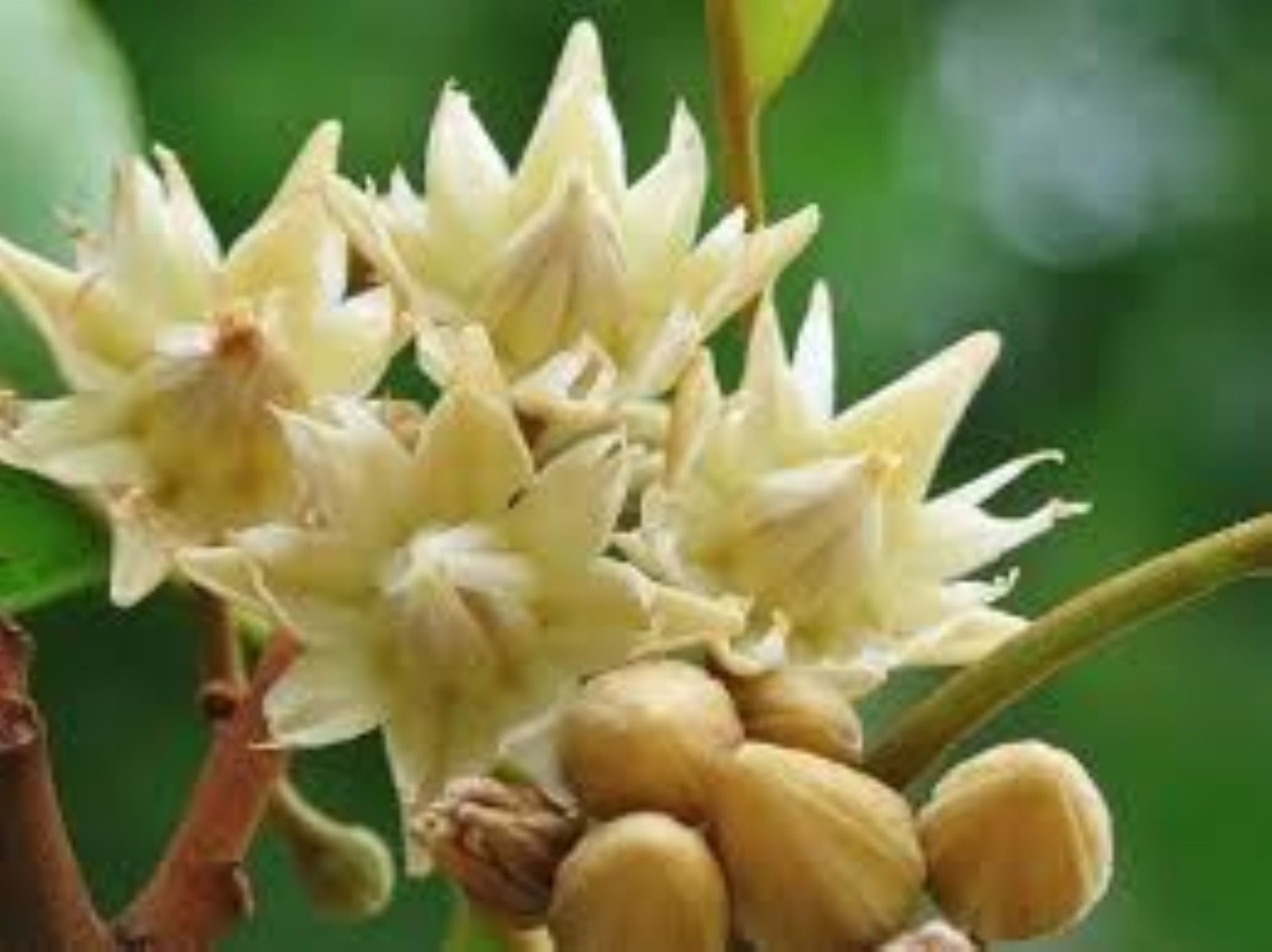 Premium Dried Mimusops elengi Flowers – Oral Care, Aromatherapy, 100% Natural