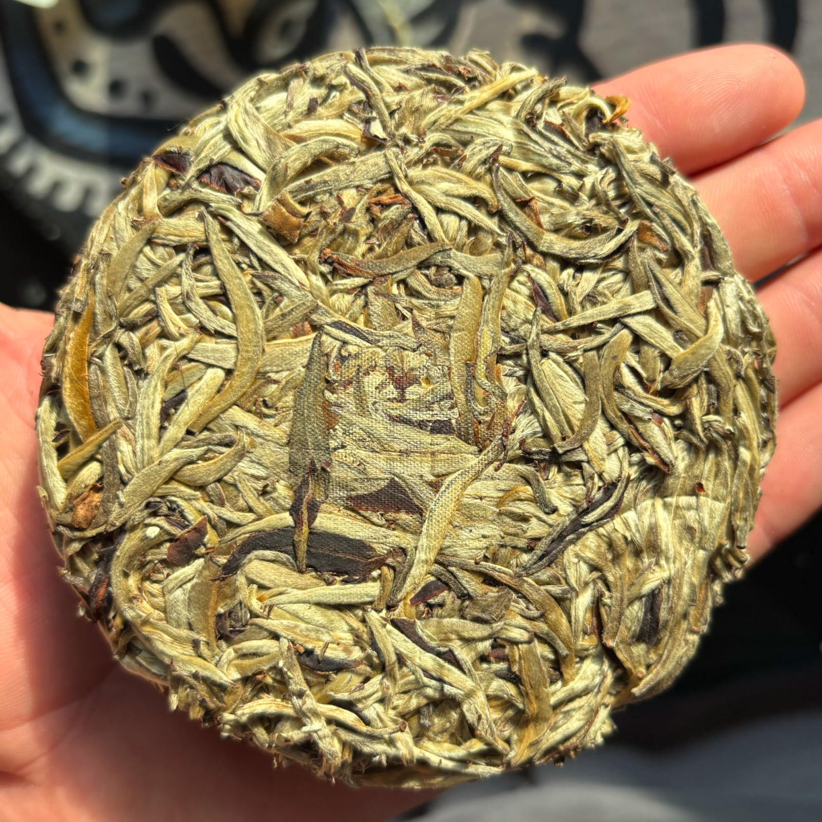 2023 Jinggu Yangta White Tea