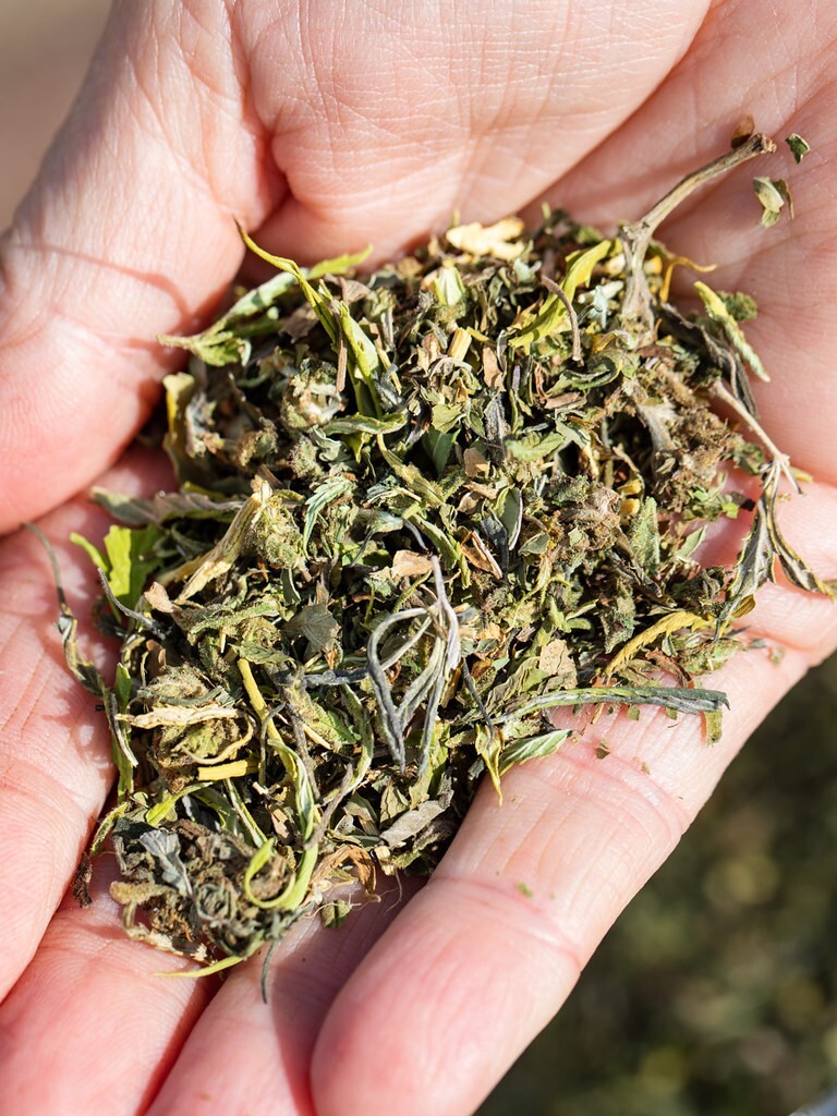 Naturally Sweet Hemp Tea Blend –  From our Organic Farm in Silverton, Oregon