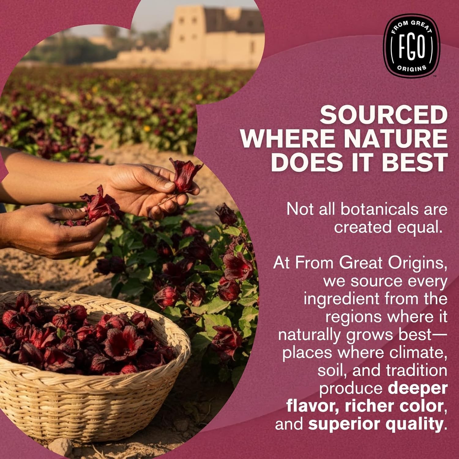 Organic Hibiscus Tea – 100 Eco-Conscious Tea Bags, Caffeine-Free Delight