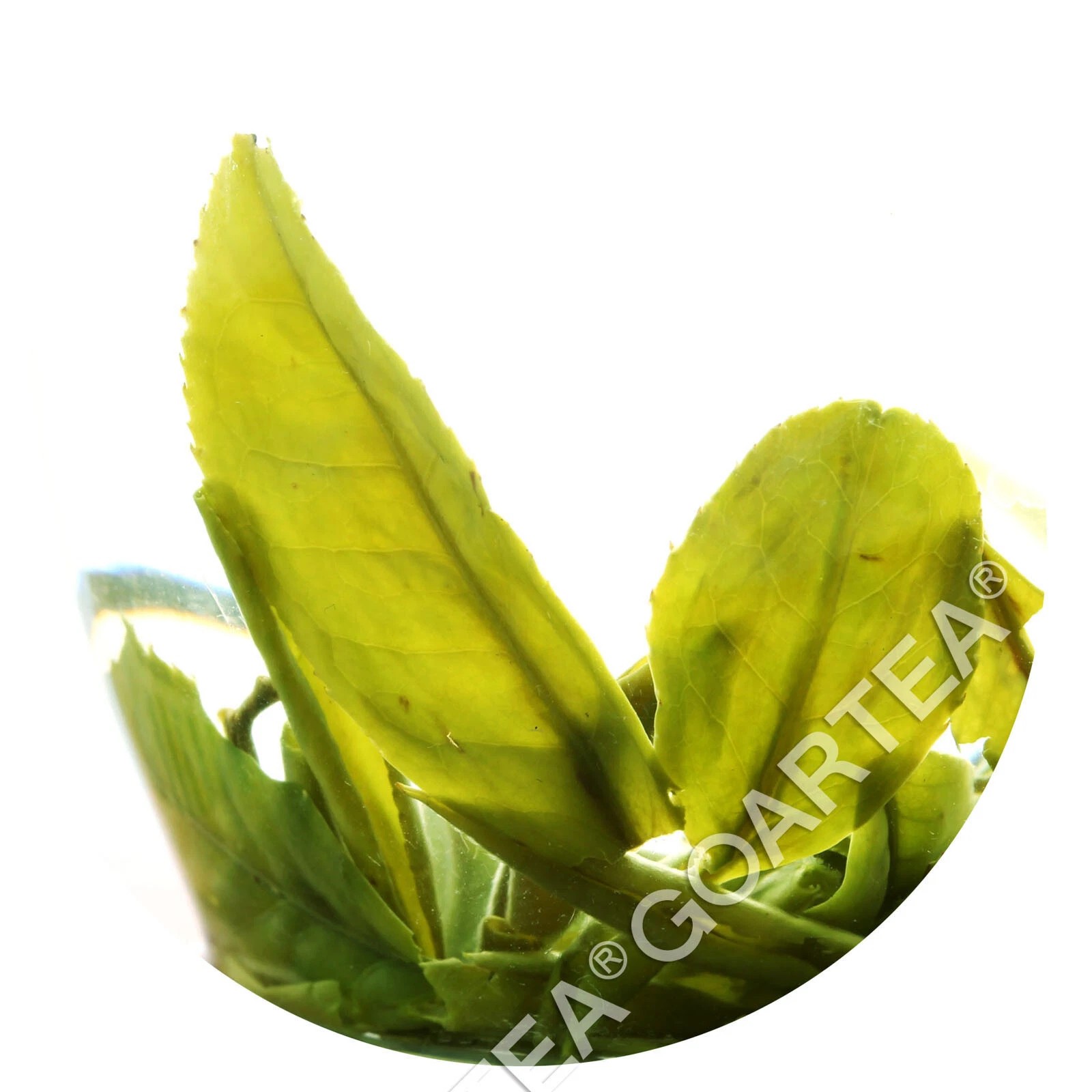 1000g Nonpareil Supreme Suzhou Biluochun Green Tea Spring Chinese Pi lo Chun