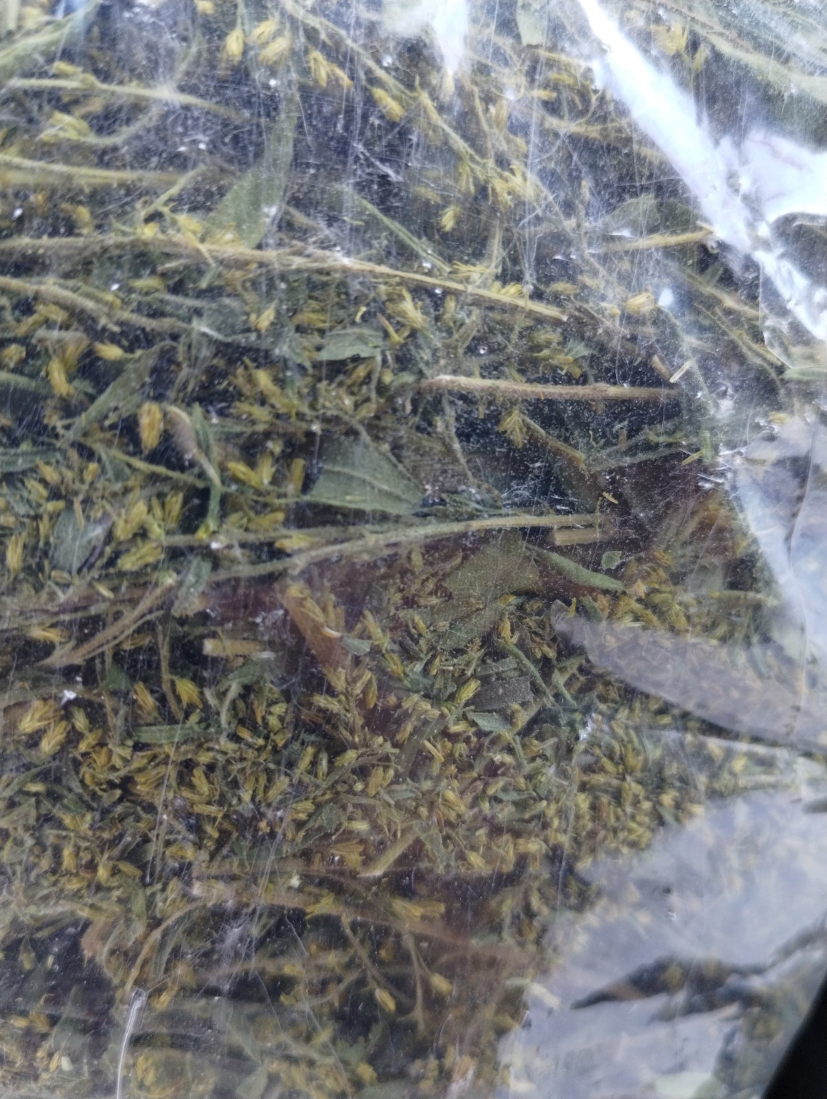 Goldenrod Flower Tea – BULK – 1/4 lb (4 oz)/0.114 kg (114 g)