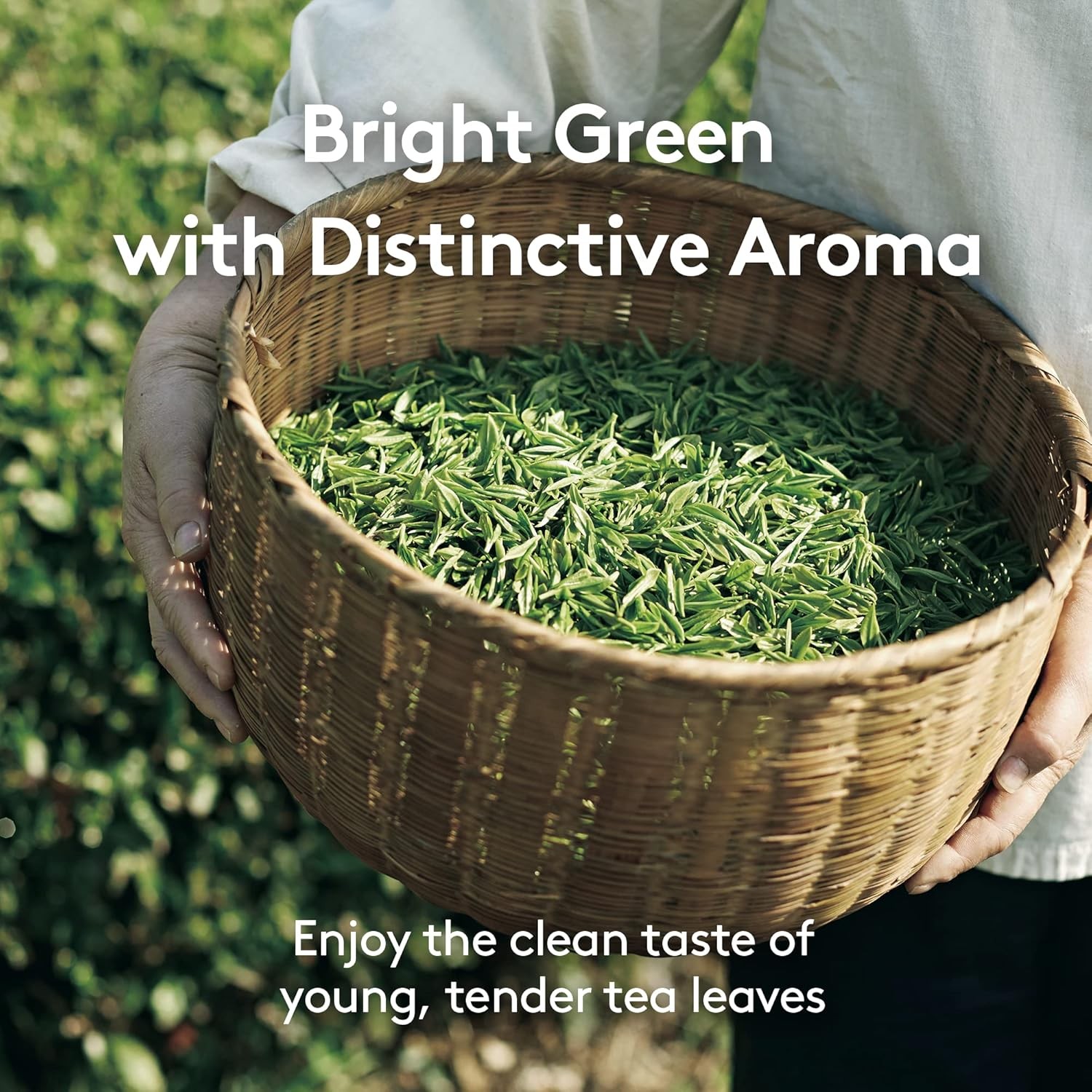 Cold Green Tea, Stick-Type in Pouch Package, Premium Organic Pure Tea from Jeju,